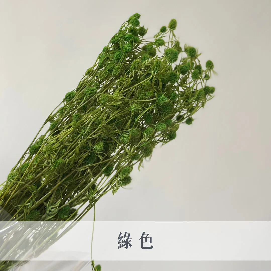 不凋小紫薊