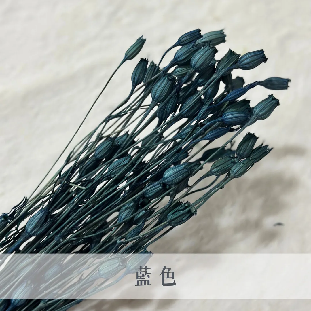 義大利乾燥小風鈴