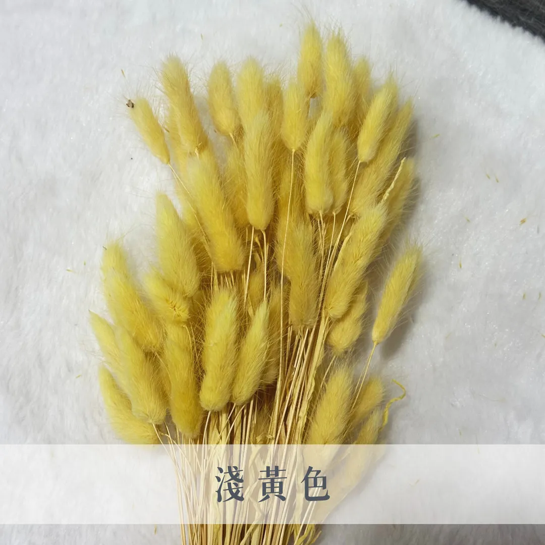 義大利乾燥兔尾草