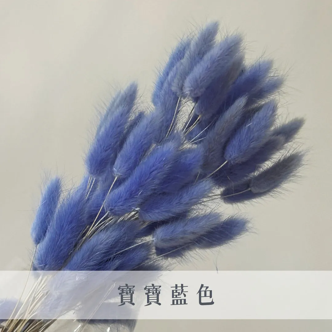 永生兔尾草（60枝裝）