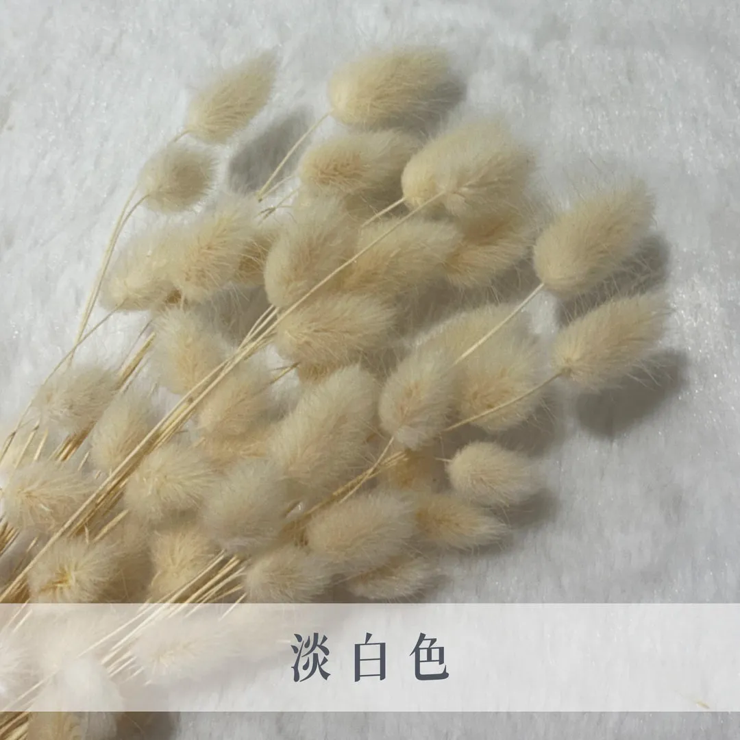日本乾燥迷你兔尾草