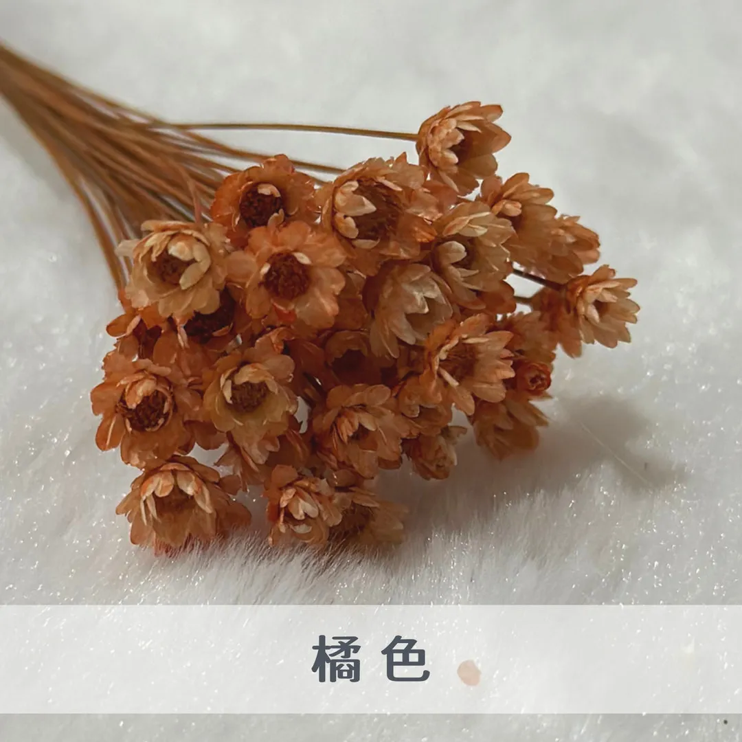 巴西小星花（50枝裝）