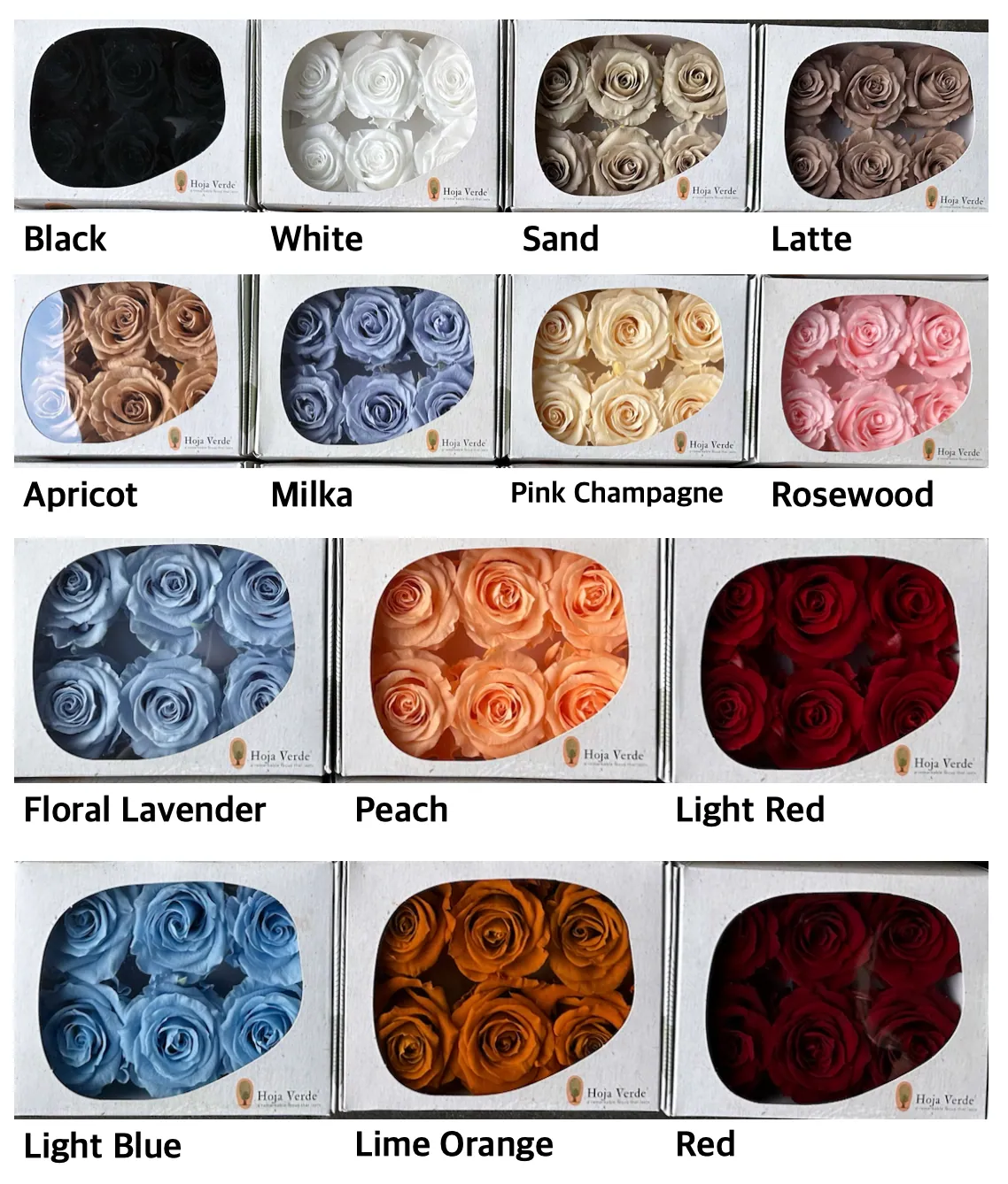 Hoja Verde(厄瓜多)6輪中