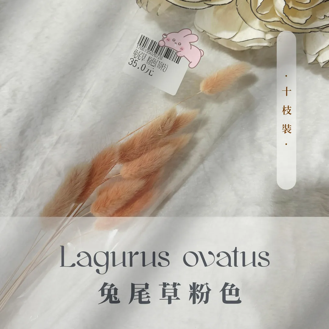 兔尾草小包裝（10枝裝）