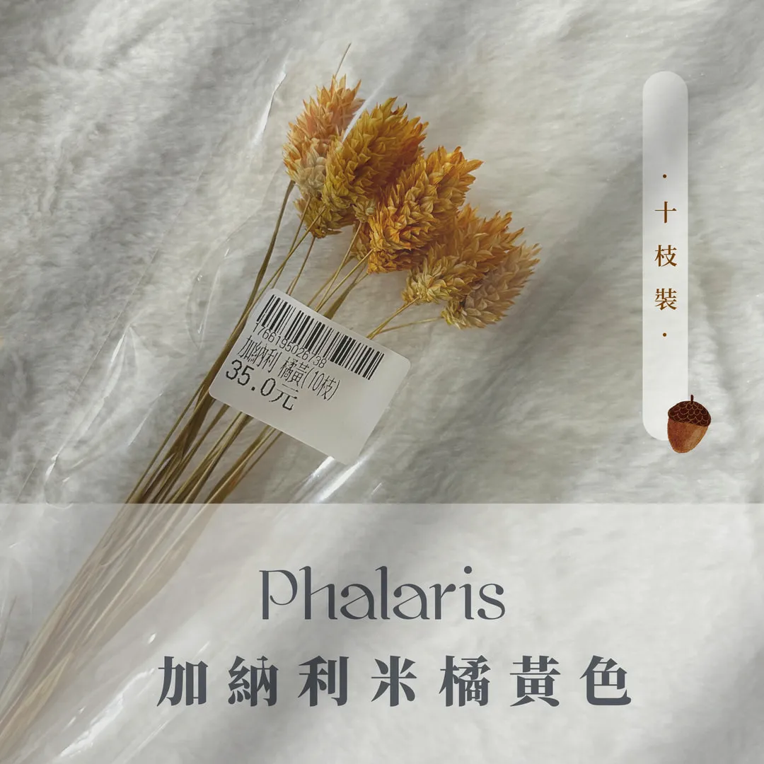 加納利小包裝（10枝裝）