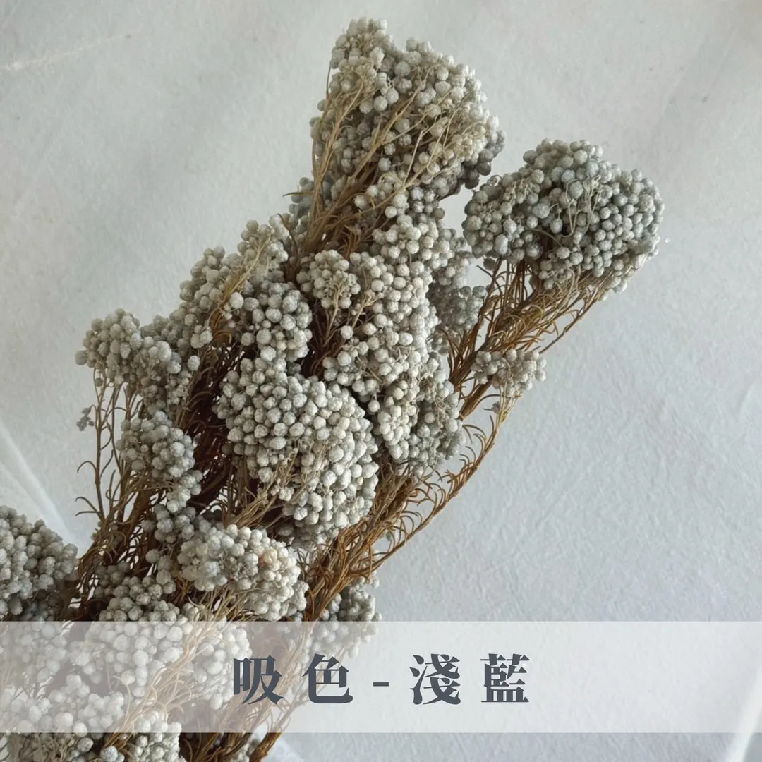 永生不凋吸色/漂色小米花