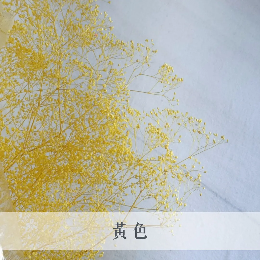 日本永生迷你滿天星