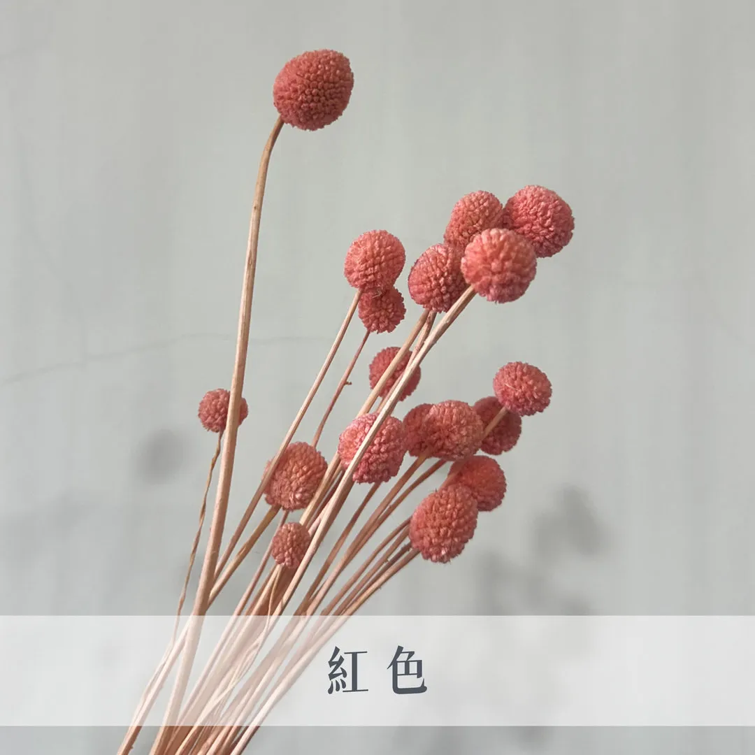 乾燥迷你金仗球