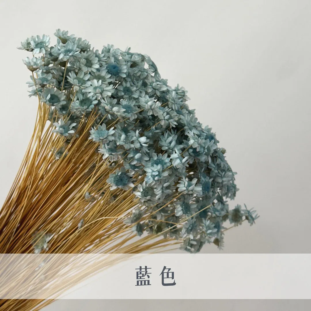 日本永生小星花