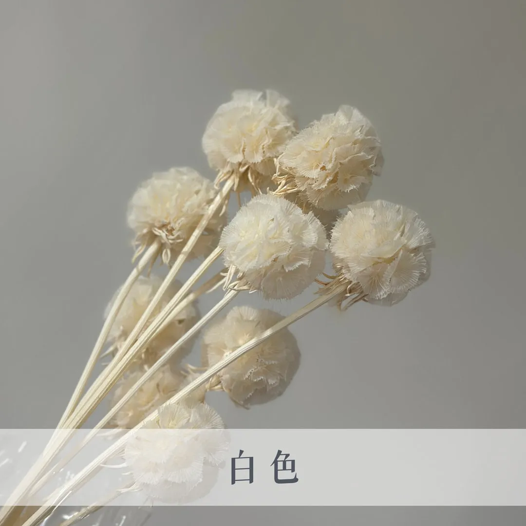 永生松蟲果（10枝裝）