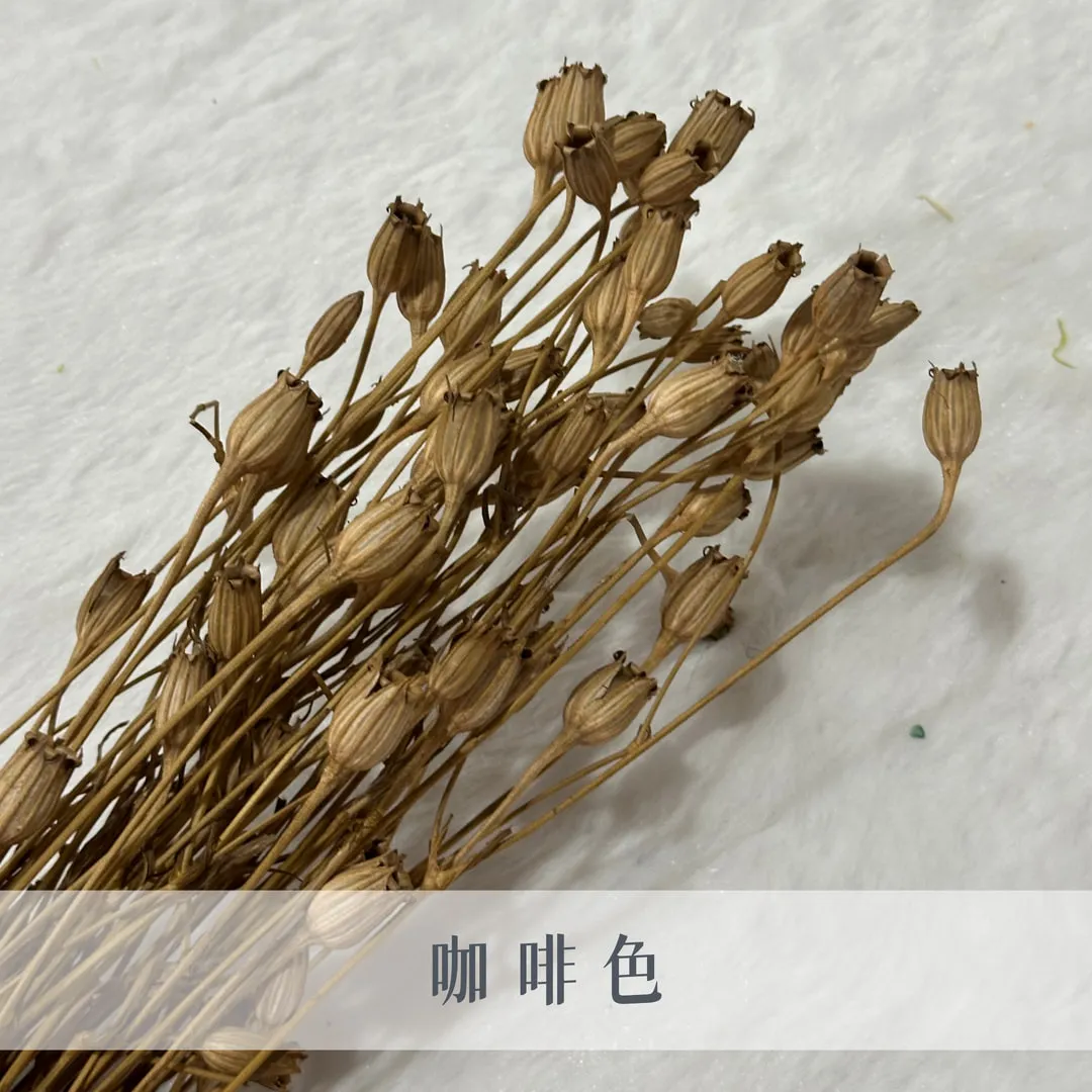 義大利乾燥小風鈴