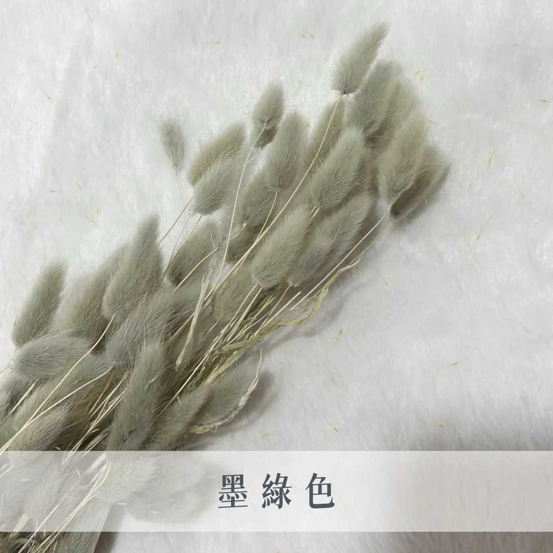義大利乾燥兔尾草