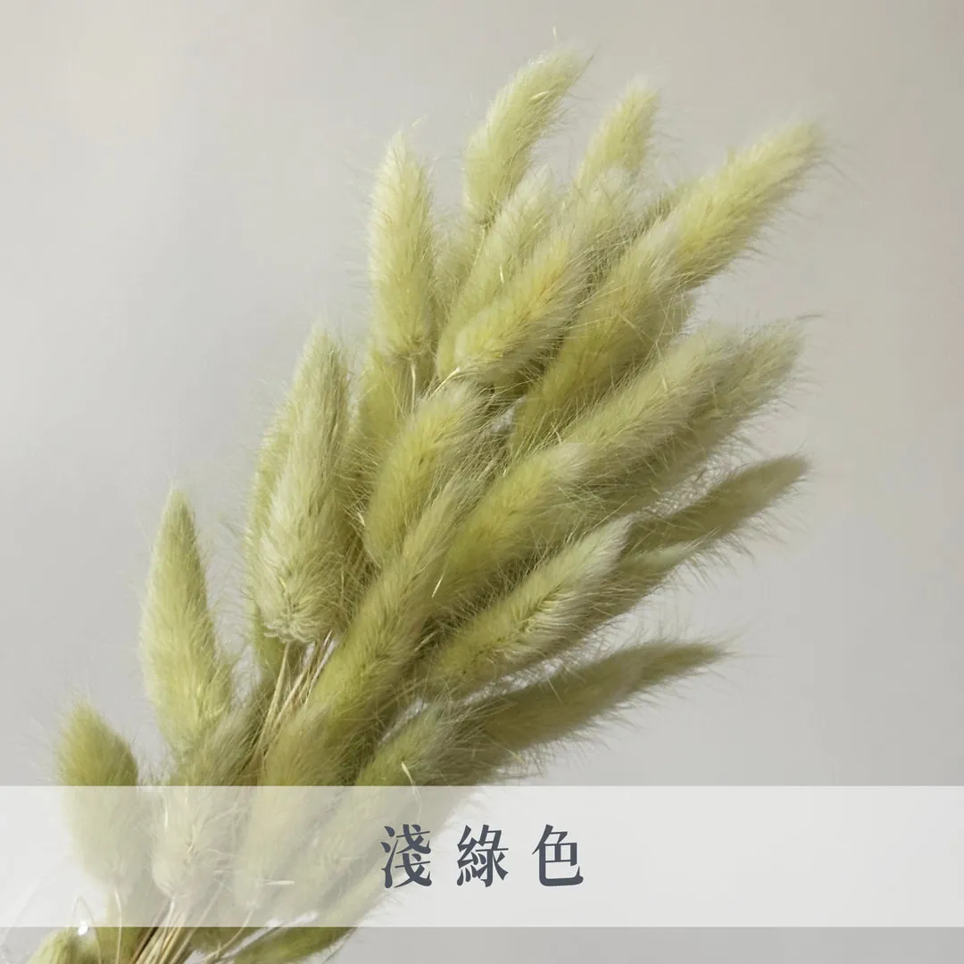永生兔尾草（60枝裝）