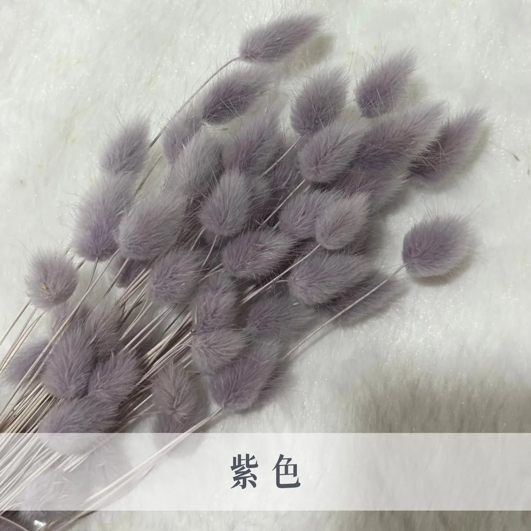 日本乾燥迷你兔尾草