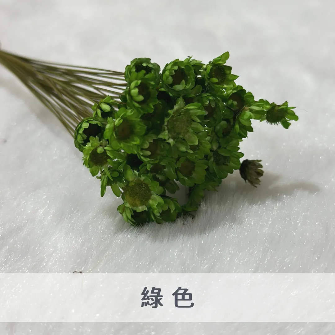 巴西小星花（50枝裝）