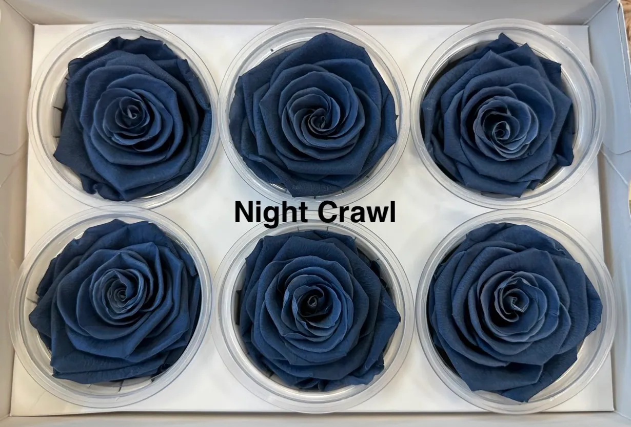 Hoja Verde厄瓜多永生玫瑰