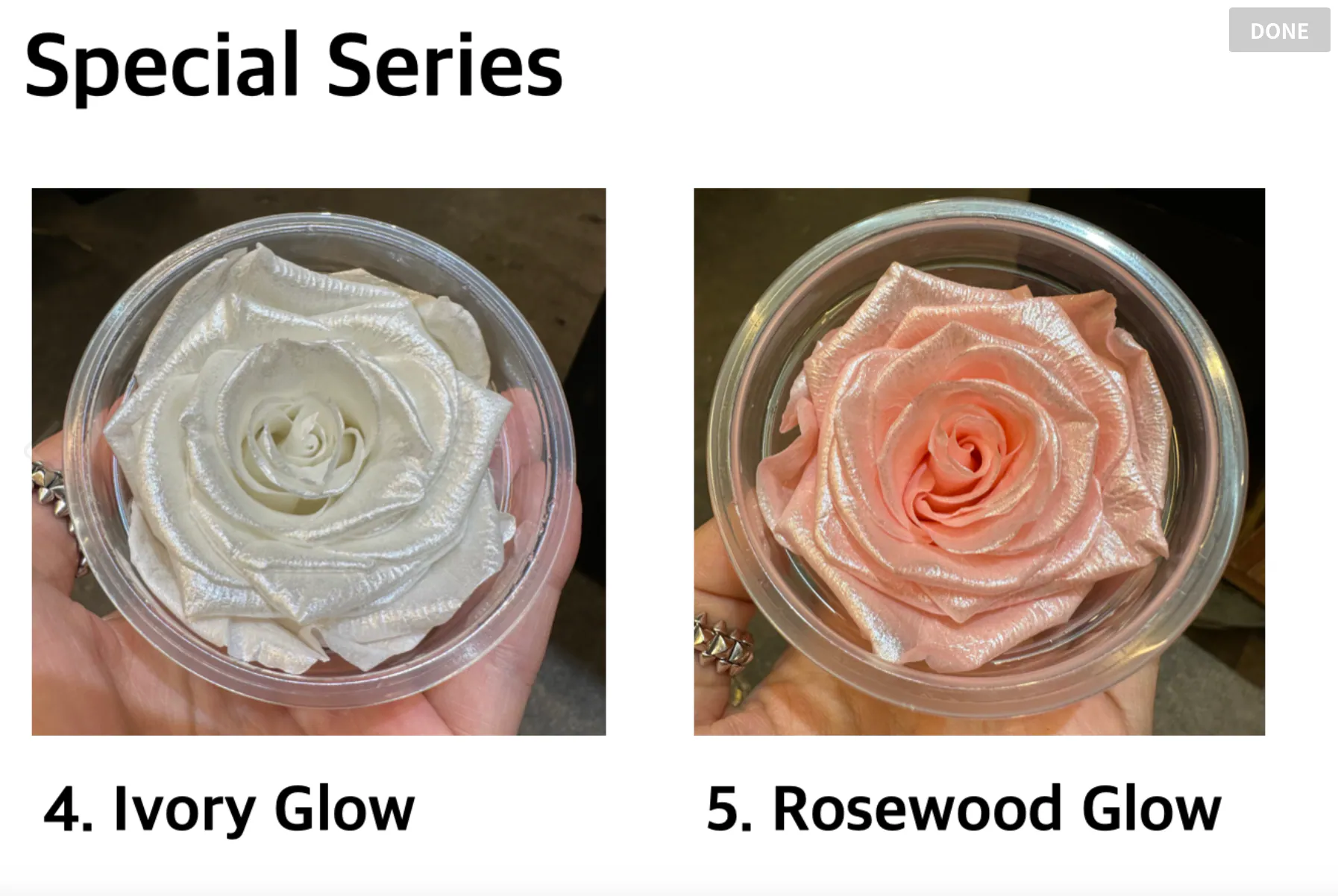 Hoja Verde厄瓜多永生玫瑰