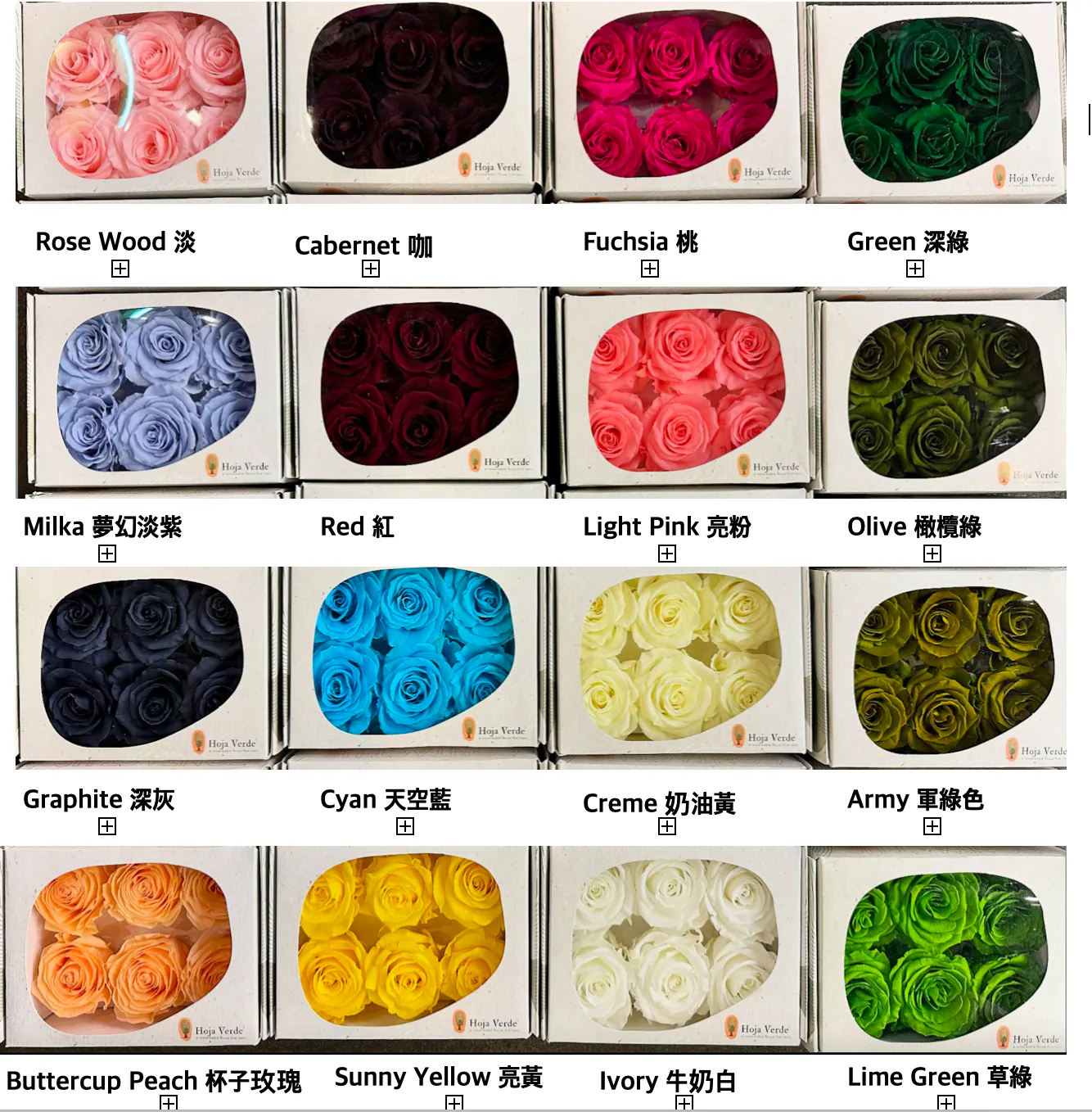 Hoja Verde(厄瓜多)6輪中