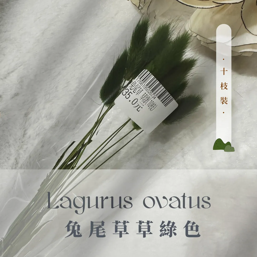 兔尾草小包裝（10枝裝）
