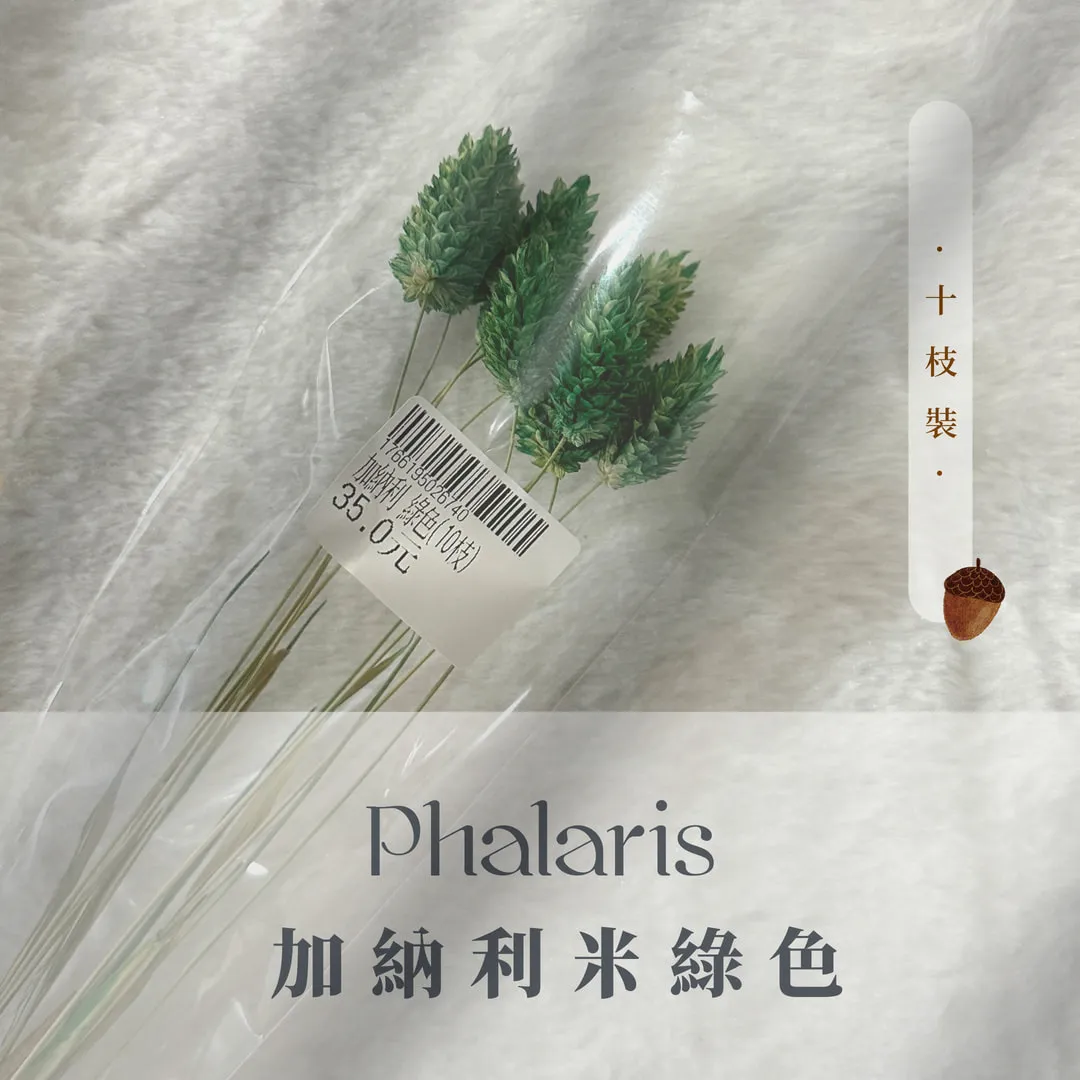 加納利小包裝（10枝裝）