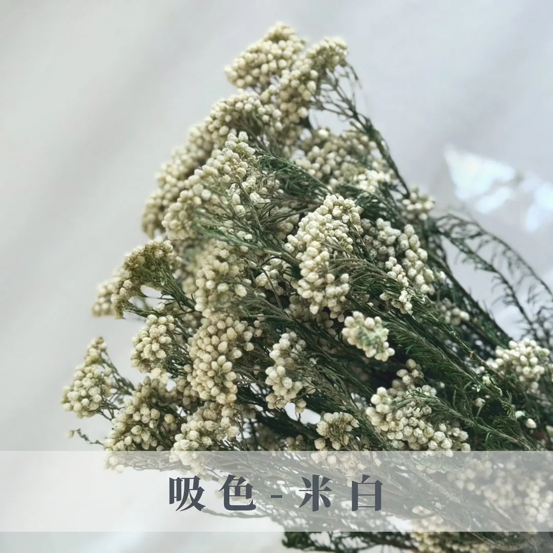 永生不凋吸色/漂色小米花