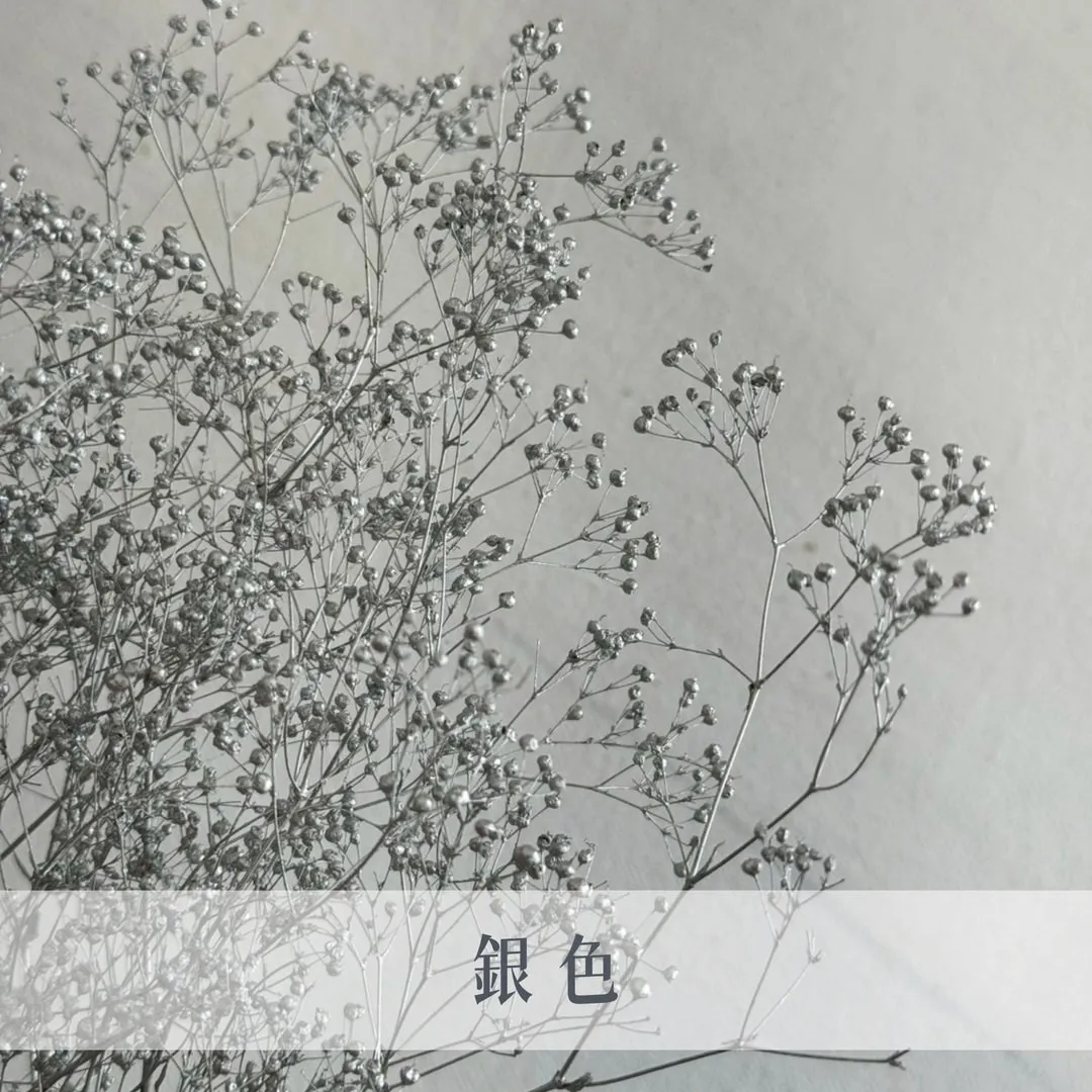 日本永生迷你滿天星