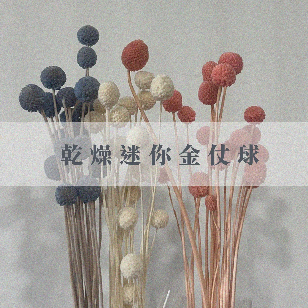 乾燥迷你金仗球