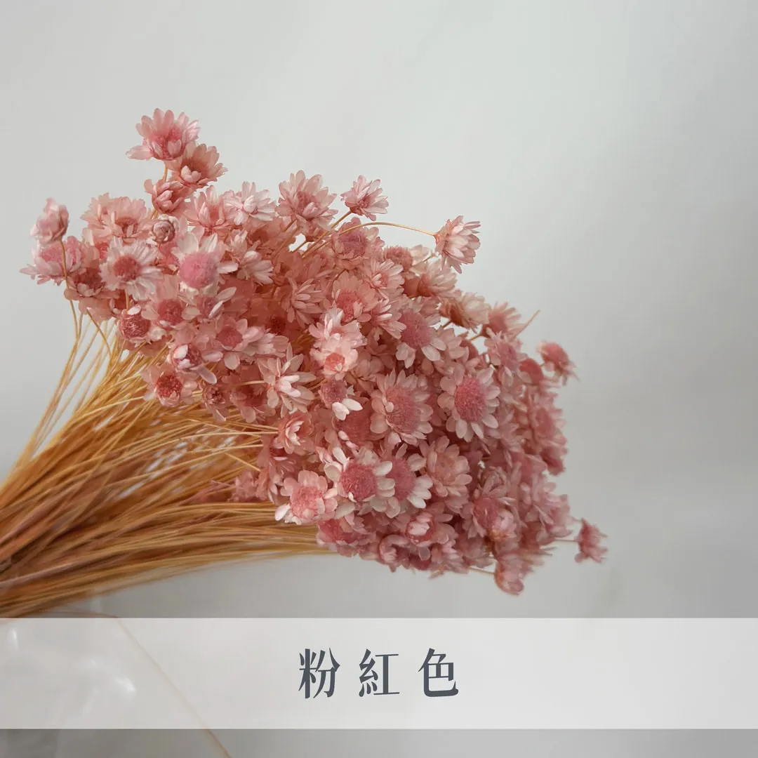 日本永生小星花