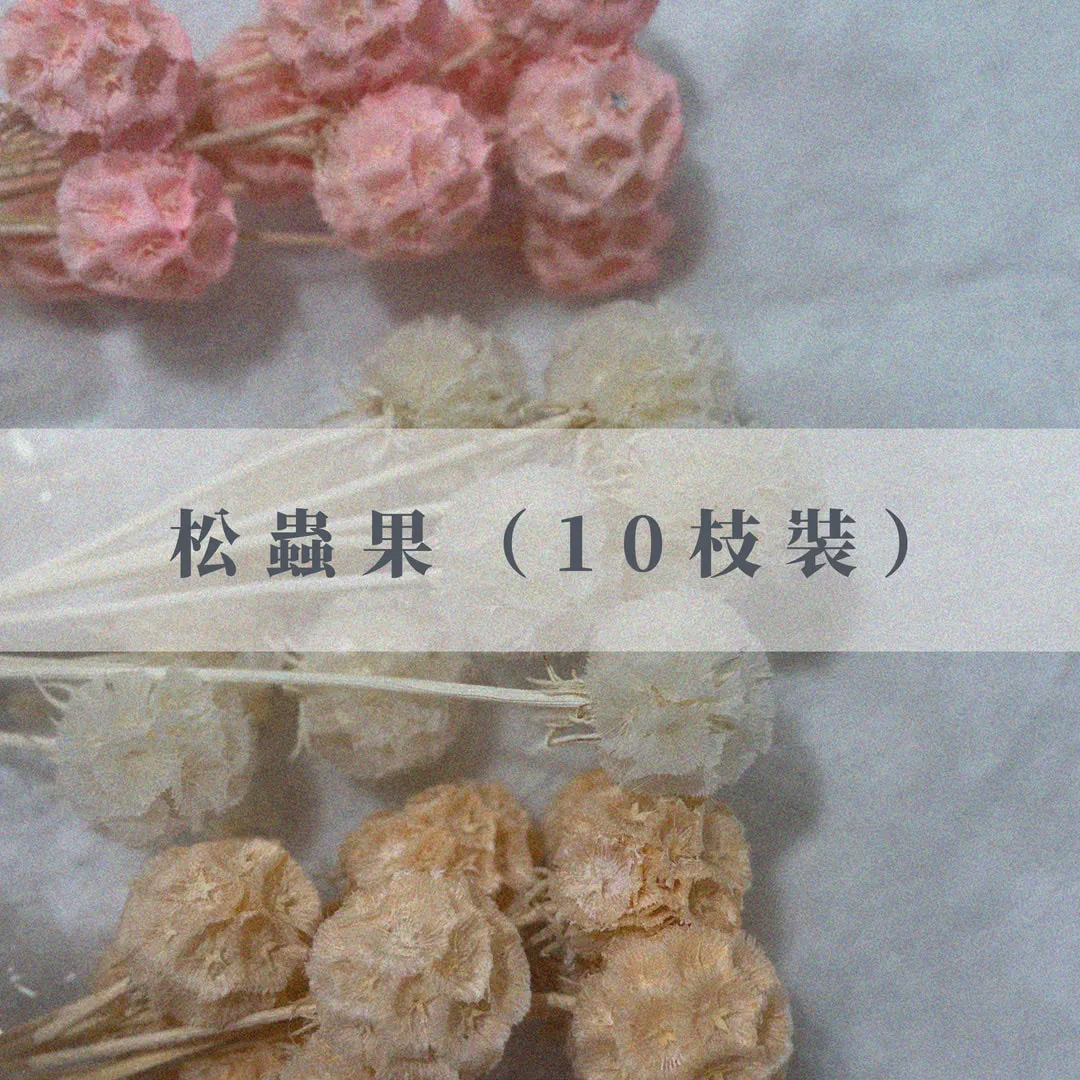 永生松蟲果（10枝裝）