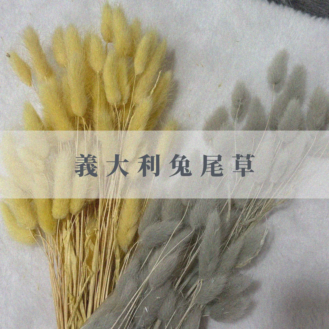 義大利乾燥兔尾草