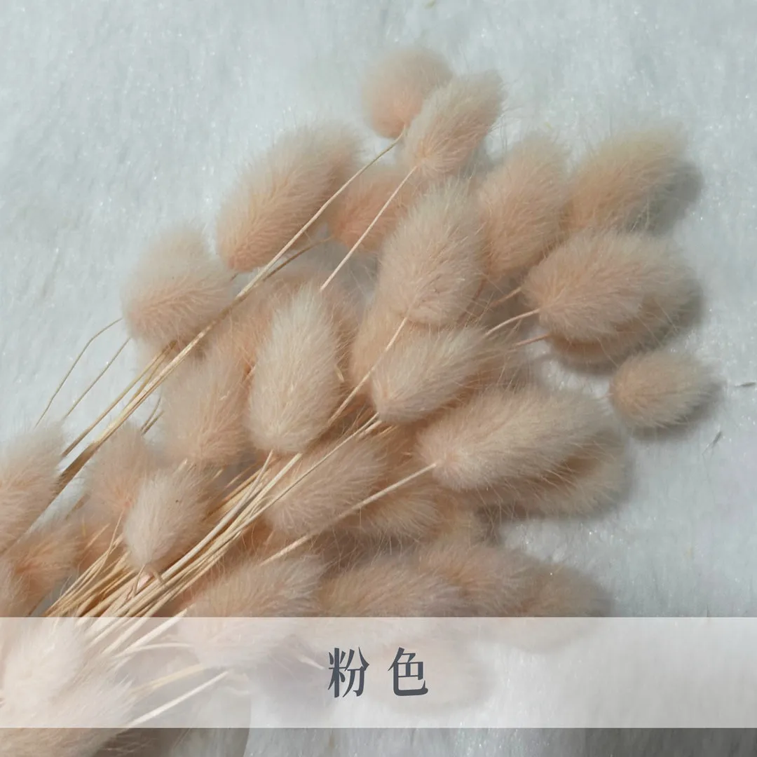 日本乾燥迷你兔尾草