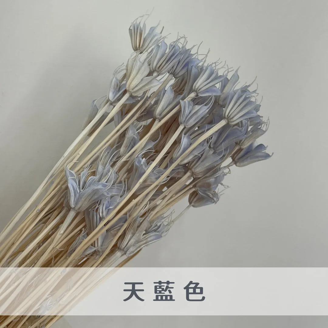 乾燥木百合（八角花）