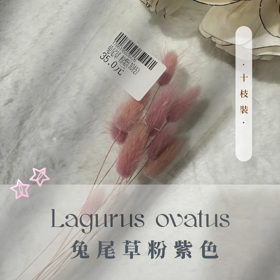 兔尾草小包裝（10枝裝）