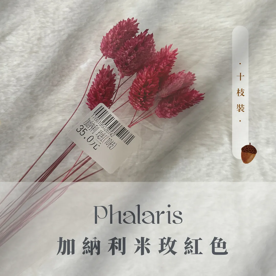 加納利小包裝（10枝裝）