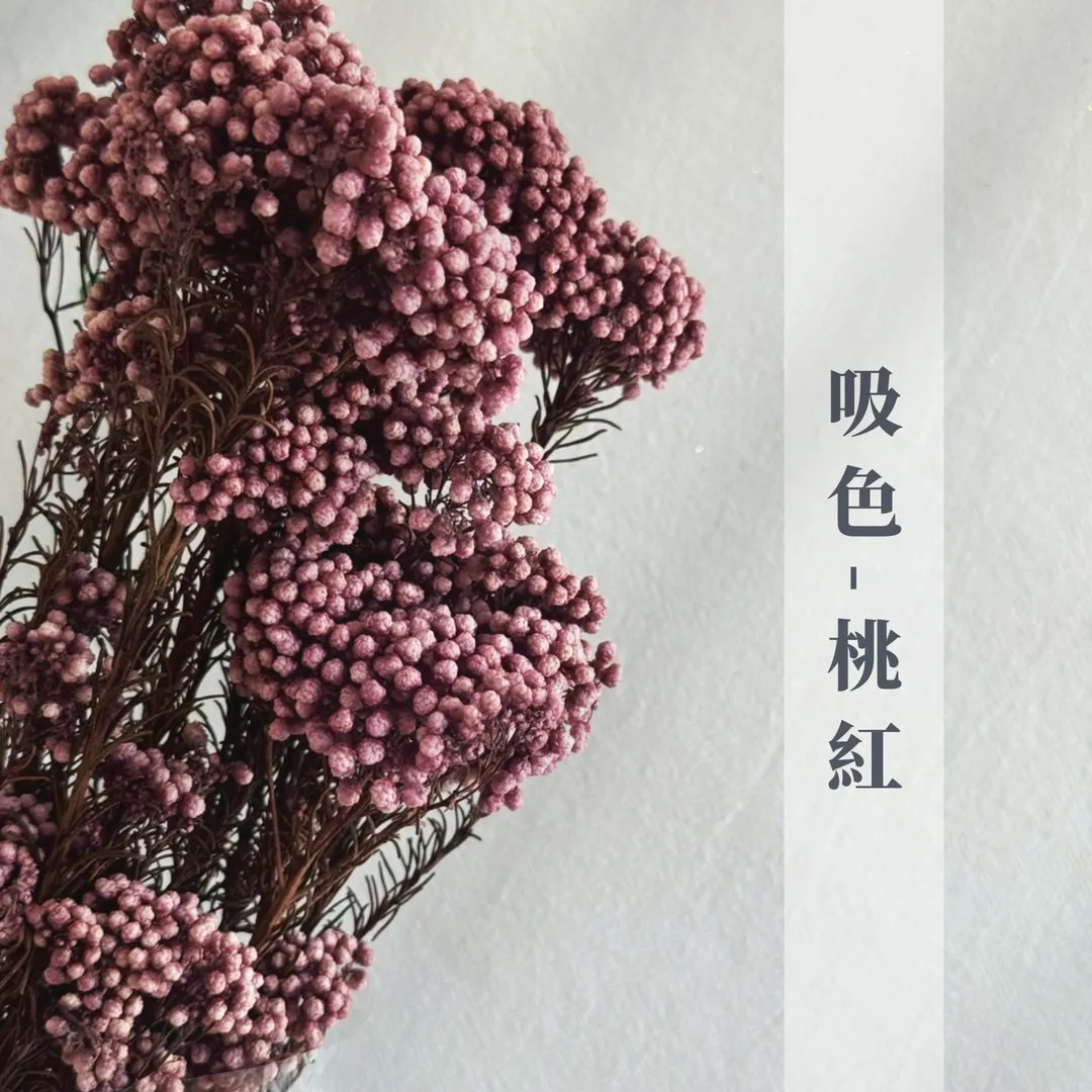 永生不凋吸色/漂色小米花