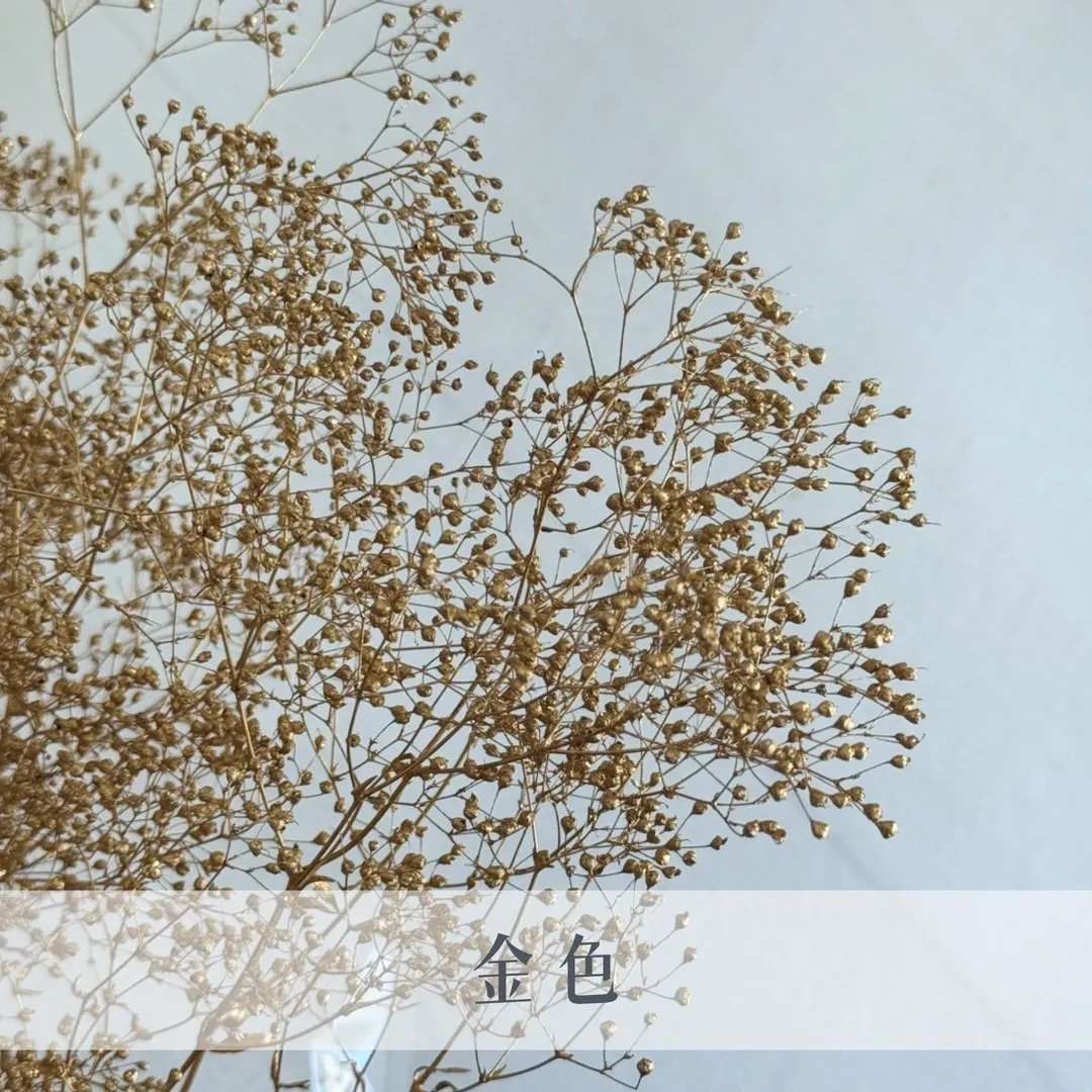 日本永生迷你滿天星