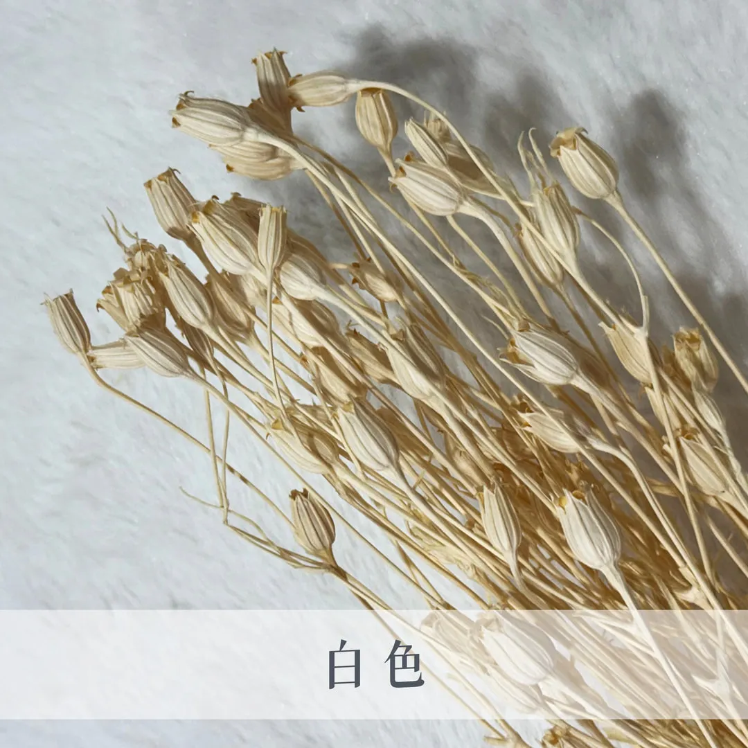 義大利乾燥小風鈴