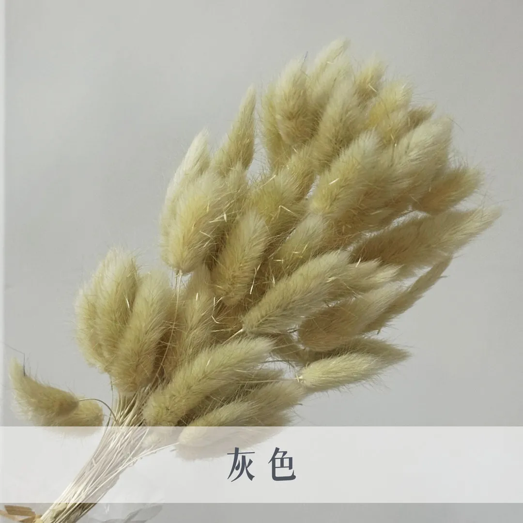 永生兔尾草（60枝裝）