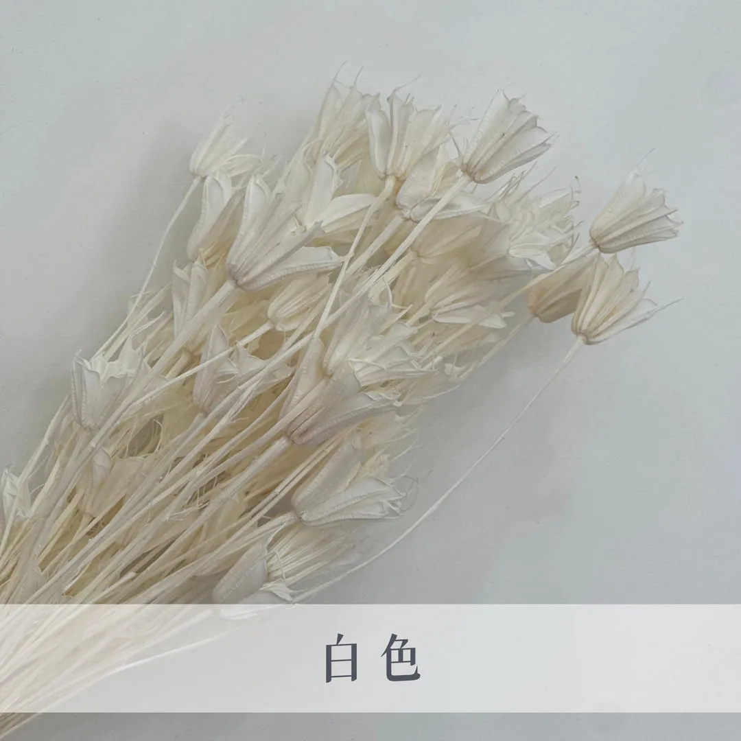 乾燥木百合（八角花）