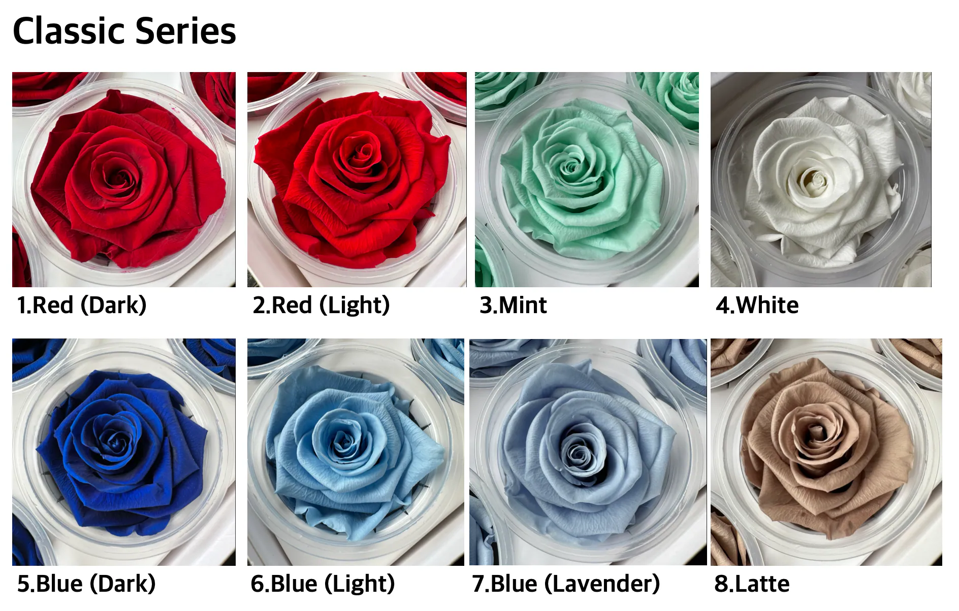 Hoja Verde厄瓜多永生玫瑰