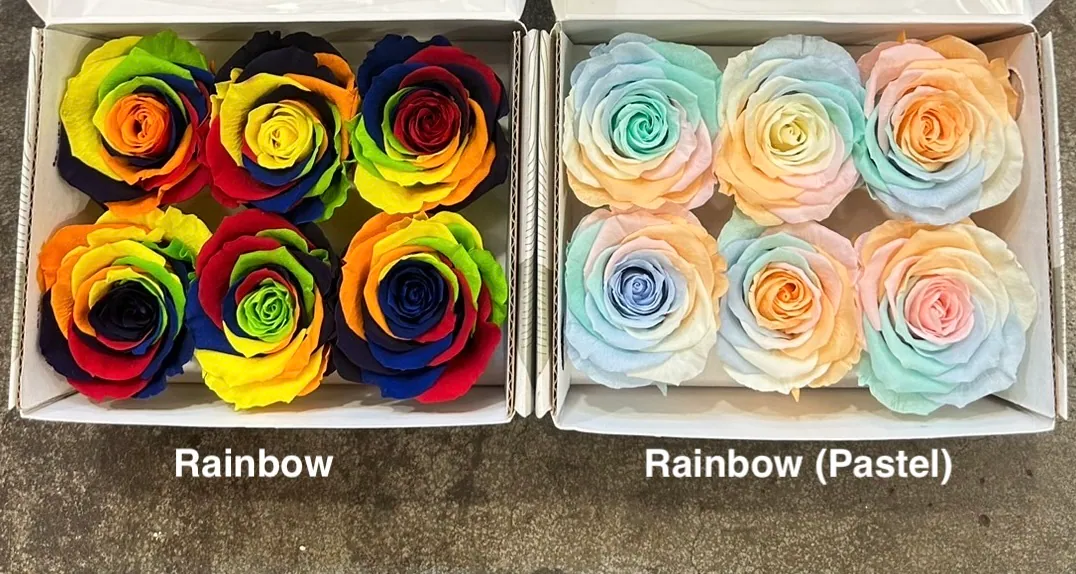 Hoja Verde(厄瓜多)6輪中