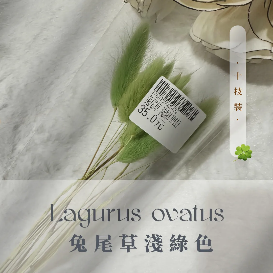 兔尾草小包裝（10枝裝）