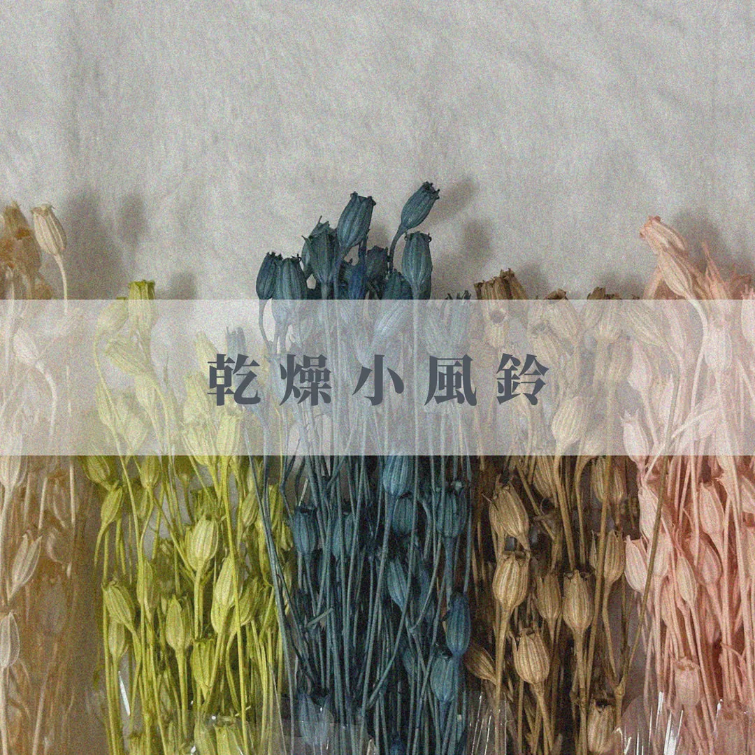 義大利乾燥小風鈴