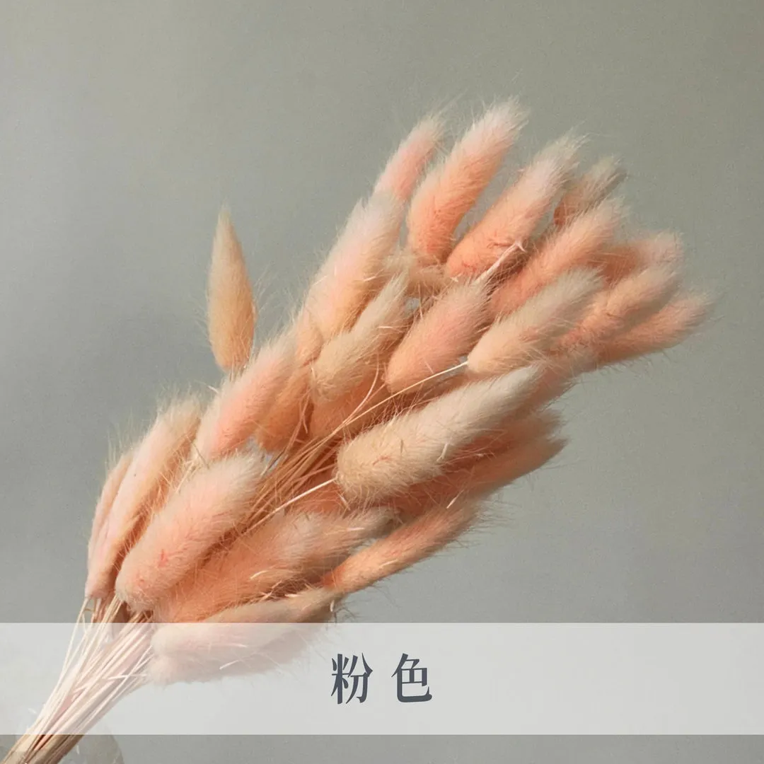 永生兔尾草（60枝裝）