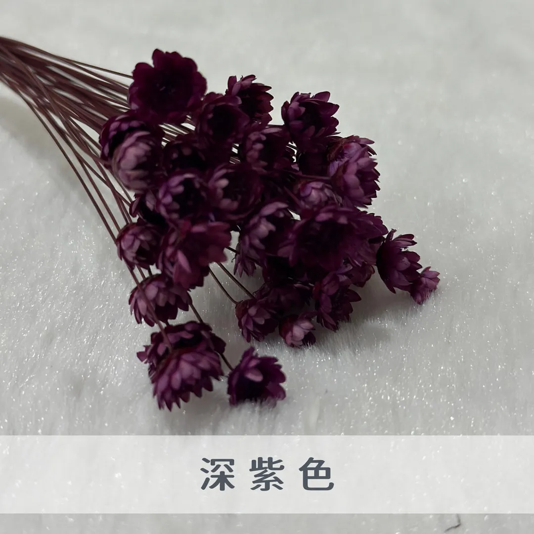 巴西小星花（50枝裝）