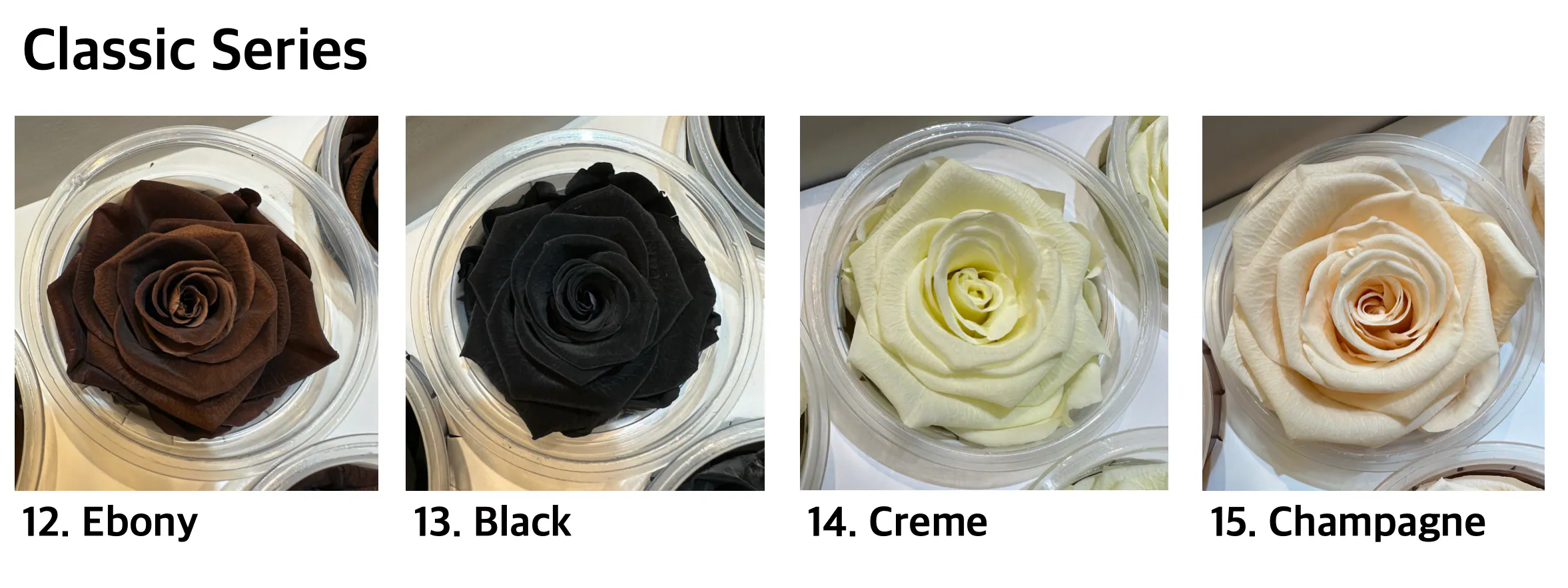 Hoja Verde厄瓜多永生玫瑰