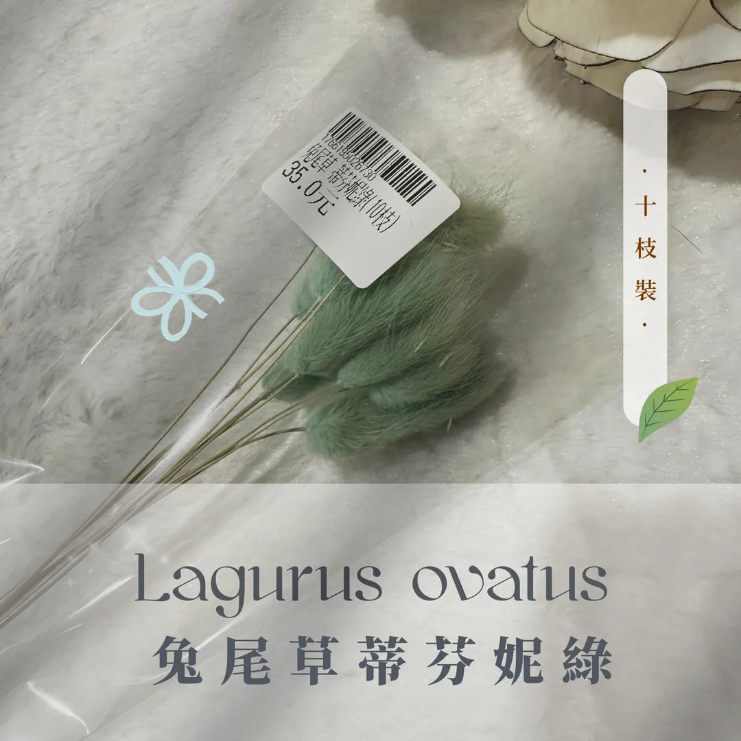 兔尾草小包裝（10枝裝）