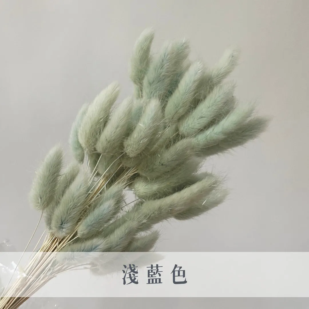 永生兔尾草（60枝裝）