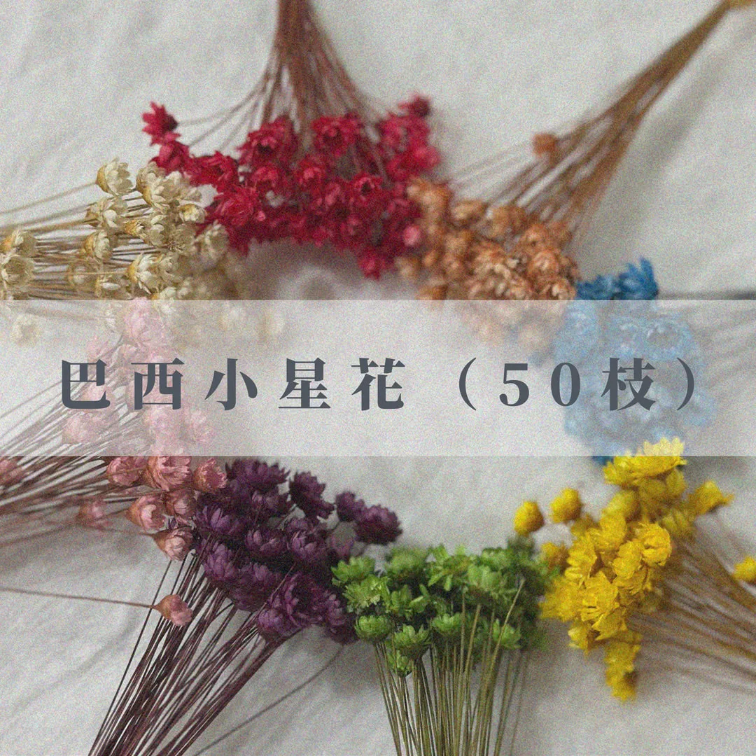 巴西小星花（50枝裝）