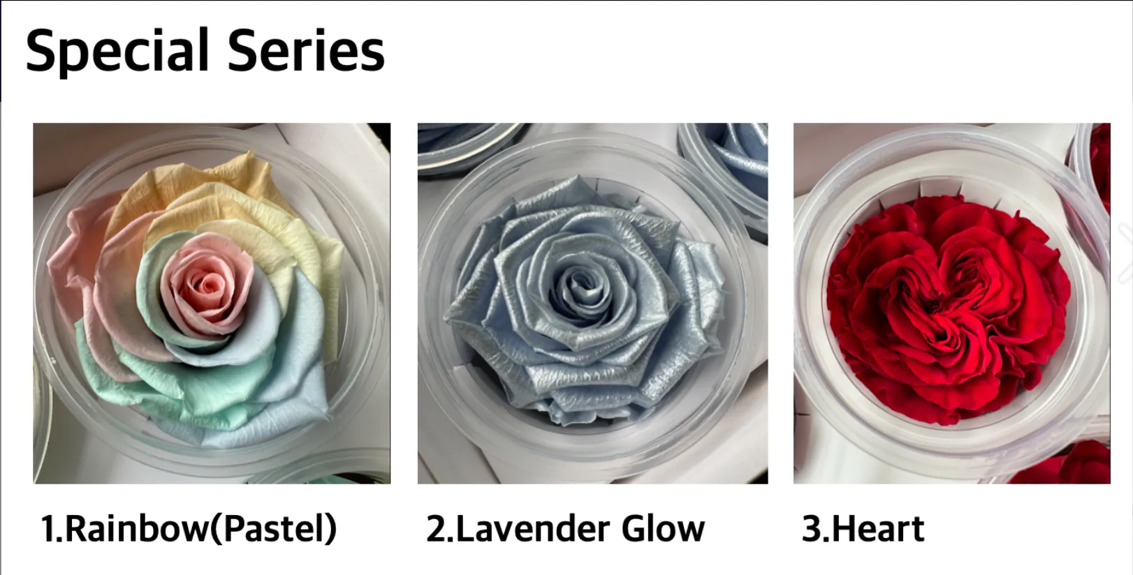 Hoja Verde厄瓜多永生玫瑰